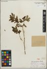Foto von Salix paraplesia C. K. Schneid.